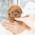 Interactive Robotic Puppy in carry bag showing portable design and soft plush-like exterior
