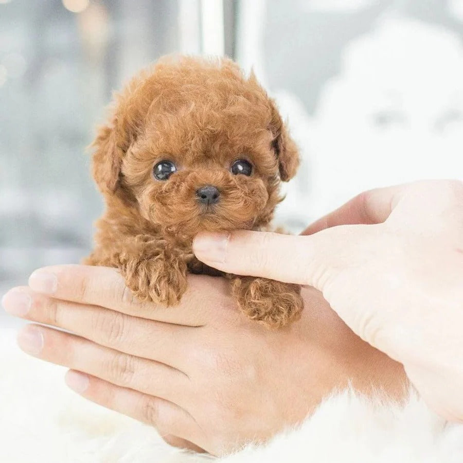 Interactive Robotic Puppy in carry bag showing portable design and soft plush-like exterior